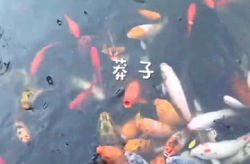网红鲤鱼失踪,探寻消失的“网络明星”